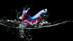Can Betta Fish Jump Out of a Tank