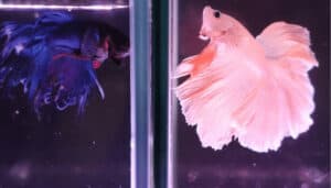 Why is betta swimming sideways