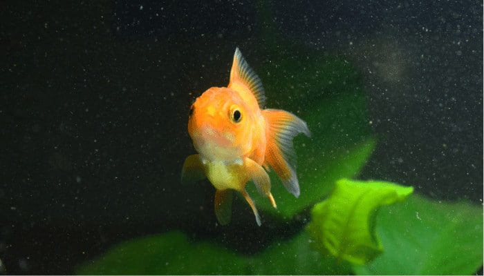 Thumbnail for Easy-To-Grow Plants For Goldfish In A Small Tank