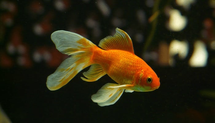 View of How Much Light Do Goldfish Need? Important Things to Know! - Aquarium ...