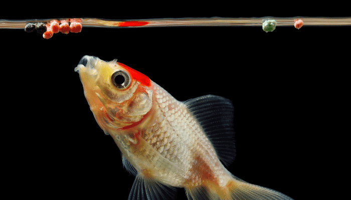 Can Bettas Eat Goldfish Food Aquarium Sphere