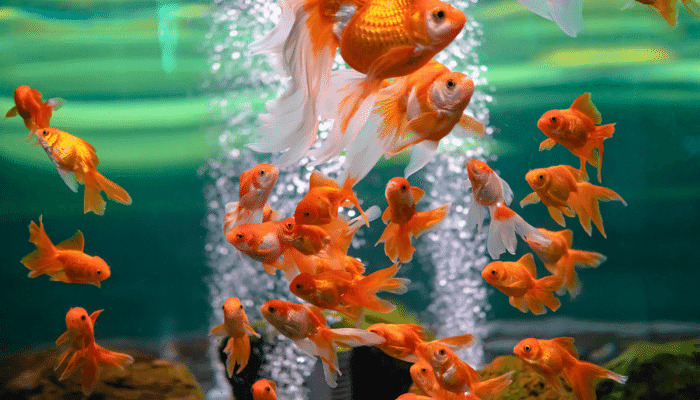 Image showcasing Do Goldfish Need an Air Pump? Do's and Dont's! - Aquarium Sphere