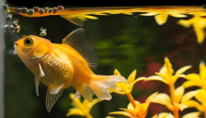Mesmerizing How Long Can Goldfish Go Without Eating Abstract in HD Mesmerizing How Long Can Goldfish Go Without Eating Abstract in HD