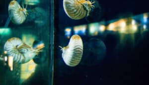 What Do Aquarium Snails Eat